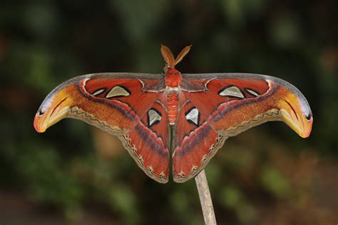 atlas moth climatewatch australia citizen science app