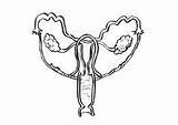 Organs Reproductive Edupics sketch template