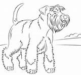 Schnauzer Coloring Miniature Printable Dogs Pages Dog Mini Drawing Schnauzers Supercoloring Cartoon Animal Outline Choose Board Visit sketch template