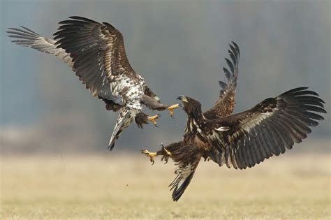 17 Best Images About Birds Of Prey On Pinterest