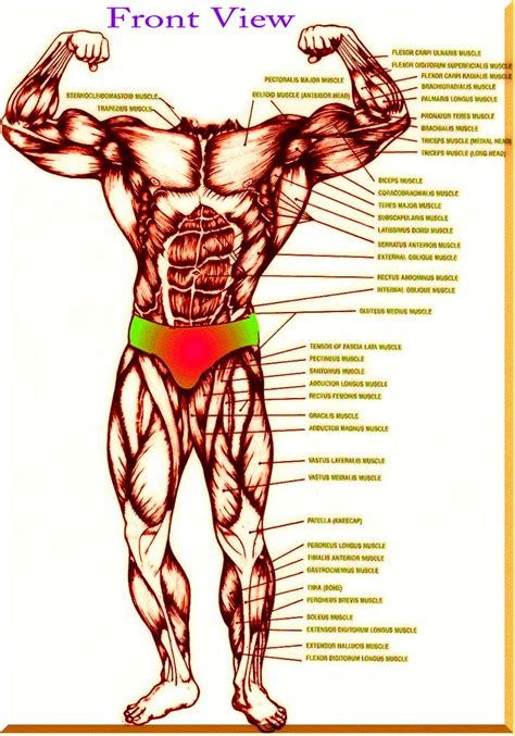 body muscles names ideas  pinterest muscle names muscle