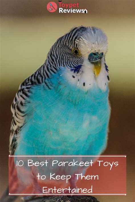 parakeet toys    entertained parakeet toys parakeet pet bird cage
