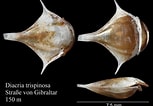 Afbeeldingsresultaten voor "diacria trispinosa Atlantica". Grootte: 153 x 106. Bron: www.marinespecies.org