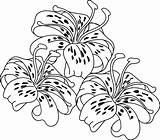 Tiger Coloring Lily Clipart Flower Pages Colouring Clip Flowers Stamps Digi Cliparts Hibiscus Lilies Gardens Homes Better Drawing Bakery Birthday sketch template