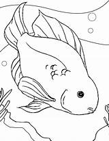 Coloring Fish Pages Freshwater Getcolorings sketch template