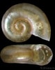 Afbeeldingsresultaten voor "omalogyra Atomus". Grootte: 79 x 100. Bron: www.gastropods.com