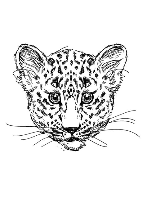 leopard malvorlage jodas