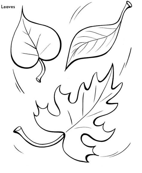 pics  great fall leaves coloring page