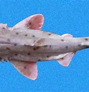 Image result for "heterodontus Mexicanus". Size: 180 x 158. Source: www.sharkwater.com