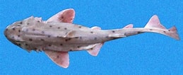 Afbeeldingsresultaten voor "heterodontus Mexicanus". Grootte: 259 x 106. Bron: www.sharkwater.com