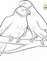 Coloring Parakeet sketch template