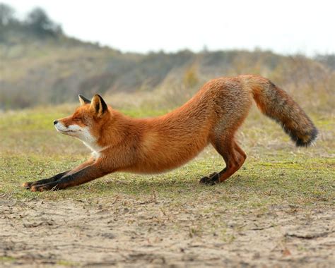 yoga fox foxes