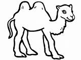 Colorare Cammelli Disegno Cammello Camelos Camels Preschoolcrafts Clipartmag sketch template