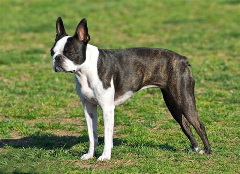 boston terrier information dog breeds  dogthelove