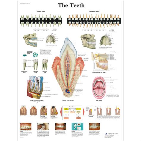 human teeth diagram