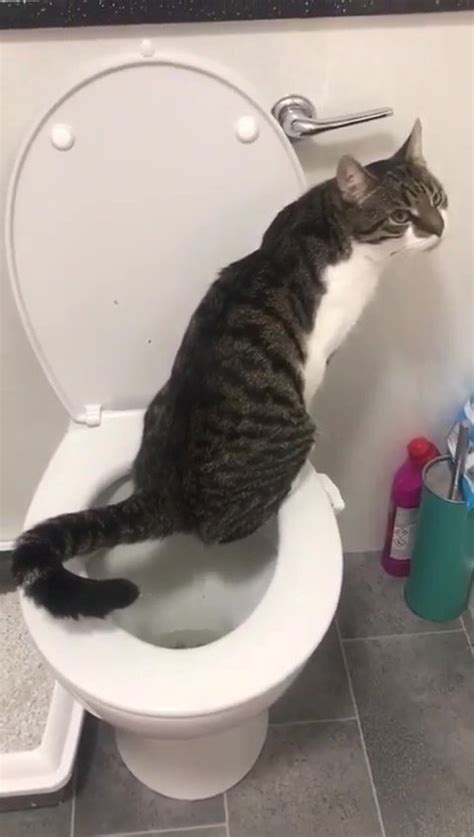 Cat Ditches Litter Tray And Pees In A Toilet Like A Person Metro News