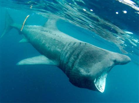 los tiburones más raros del mundo imágenes taringa