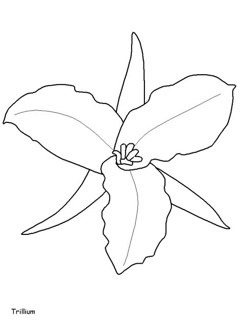 flowers  coloring pages coloring page book  kids