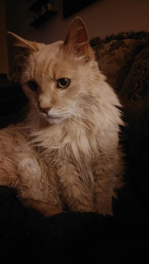 my sister s 18 year old floof floof