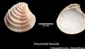Afbeeldingsresultaten voor "clausinella Fasciata". Grootte: 173 x 100. Bron: naturalhistory.museumwales.ac.uk