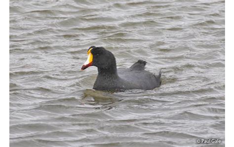 giant coot