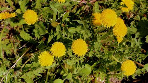 gewoehnlicher loewenzahn garten wissen