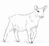 Pecora Sheep Lamm Ausmalbild Printmania sketch template
