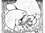 Manatee Coloring Printable Pages Getcolorings Print Color Colouring Getdrawings sketch template