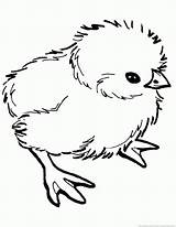 Chick Coloring Pages 123coloringpages Animal sketch template