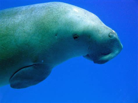 dugong wallpaper  background image  id