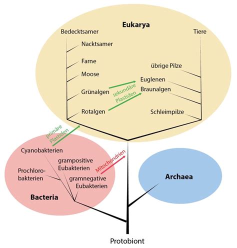 zellen mit zellkern eukaryoten evolutionsweg
