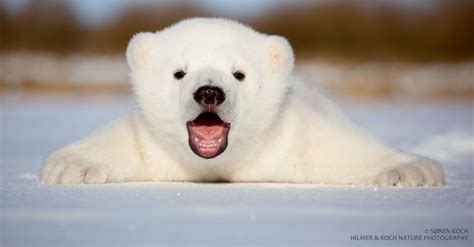 Webcam Ao Vivo Vai Revelar Cada Passo De Urso Polar Bebê Bbc Uol