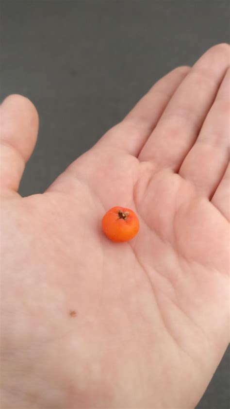 tiny pumpkin rmildlyinteresting