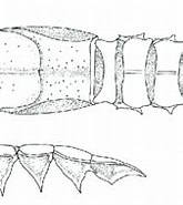 Afbeeldingsresultaten voor "nephropsis Sulcata". Grootte: 165 x 140. Bron: www.researchgate.net