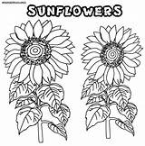 Coloring Sunflower Pages Adults Printable Flower Sunflowers Color Coloringway Nature Colorings Worksheets sketch template