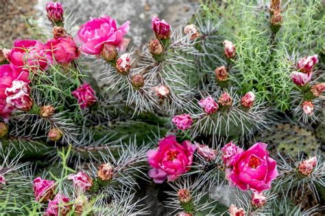 17 magnifiques cactus à fleurs roses jardin de grand meres