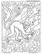 Squirrel Affe Primates Ausmalbilder Orangutan Rainforest Ausmalbild Colouringpages Designlooter Q1 99usd sketch template