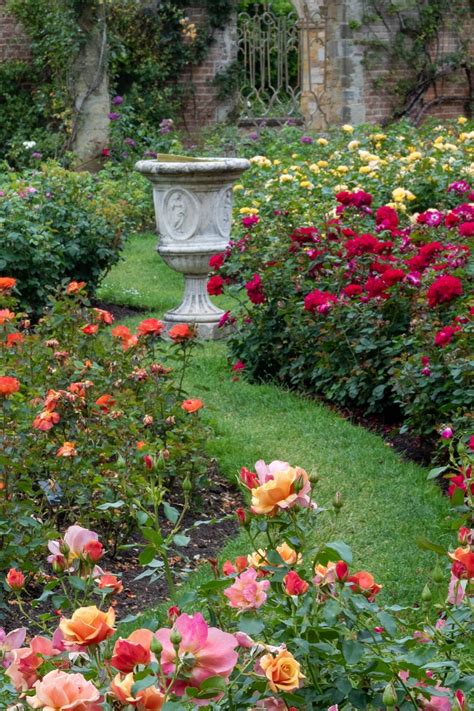 growing roses expert tips  hever castle rose garden  middle sized garden gardening blog