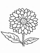 Coloring Flower Pages Dahlia Flowers Color Recommended sketch template