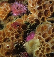 Afbeeldingsresultaten voor Hemimycale columella Orde. Grootte: 176 x 185. Bron: www.britishmarinelifepictures.co.uk