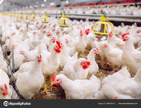 big indoors modern chicken farm chicken feeding stock photo  davit