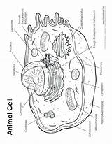 Getdrawings sketch template