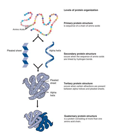 protein definition  qeios