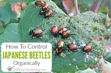 how to control japanese beetles organically get busy gardening