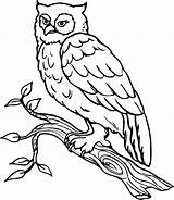 Coloring Owl Pages Books Choose Board sketch template