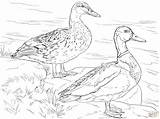 Mallard Ducks Canard Ducklings Supercoloring Colvert Voorbeeldsjabloon sketch template