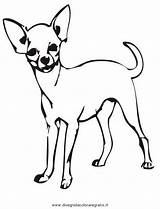 Colorare Cani Disegno Piccoli Hunde Gratis360 Cagnolini Pintar Ausmalen Clipartmag Chihuahuas sketch template