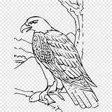 Eagle Vogel Colorat Ausmalbild Bald Aguila Vultur Ausmalen Voegel Vögel Vulturi Dots Desene Astronaut Planse Falke Halcon Fridge Badminton Shuttlecock sketch template