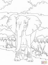 Savane Sabana Elefante Africano Afrique Elefantes Eléphant Supercoloring sketch template