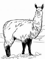 Llama Coloring Pages Lama Llamas Printable Two Proud Cute Wonder sketch template